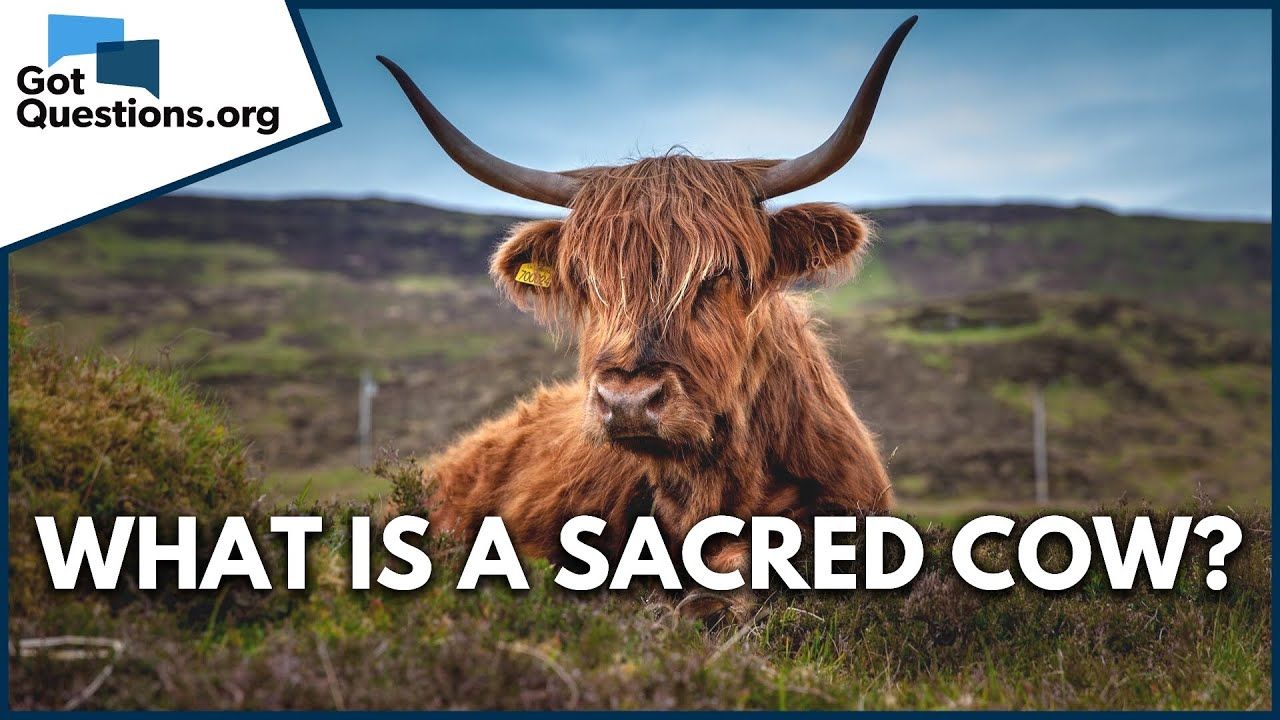 What is a sacred cow? Let's Church